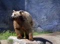 Free Black Bear Royalty Free Stock Photos - 8961288