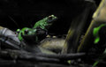 Free New Guinea Tree Frog Royalty Free Stock Photos - 8961318