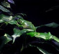 Free New Guinea Tree Frog Stock Images - 8961364