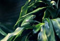 Free New Guinea Tree Frog Royalty Free Stock Photography - 8961377