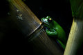 Free New Guinea Tree Frog Royalty Free Stock Image - 8961386