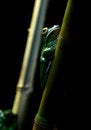 Free New Guinea Tree Frog Royalty Free Stock Images - 8961389
