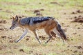 Free Running Jackal Royalty Free Stock Photo - 8963485