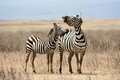 Free Zebras Stock Photo - 8964160
