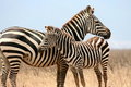 Free Zebra And Her Foal Royalty Free Stock Image - 8964226