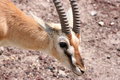 Free Thomsons Gazelle Royalty Free Stock Photography - 8964267