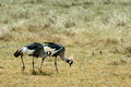 Free Cranes Royalty Free Stock Photography - 8964287