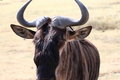 Free Wildebeest Portrait Stock Photography - 8964332
