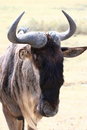 Free Wildebeest Portrait Royalty Free Stock Photos - 8964368
