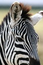 Free Zebra Portrait Royalty Free Stock Image - 8964456