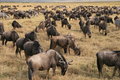 Free Wildebeests Royalty Free Stock Photo - 8964695