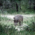 Free Warthog Royalty Free Stock Photos - 8964738