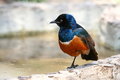 Free Superb Starling Royalty Free Stock Photos - 8965118