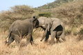 Free Elephants Fighting Stock Photo - 8966160