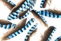Free Jay Feathers Stock Photos - 8966203