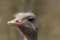 Free Dirty Ostrich Portrait Royalty Free Stock Photos - 8960748