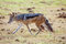 Free Running Jackal Royalty Free Stock Photo - 8963485