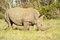 Free White Rhino Royalty Free Stock Images - 8963859