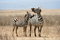 Free Zebras Stock Photo - 8964160