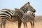 Free Zebra And Her Foal Royalty Free Stock Image - 8964226