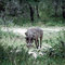 Free Warthog Royalty Free Stock Photos - 8964738
