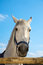 Free Head Of The White Horse Royalty Free Stock Images - 8965109