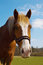 Free Carthorse Royalty Free Stock Images - 8965229