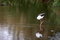Free Black-winged Stilt Stock Photo - 8965510