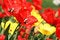 Free Many Tulips In The Garden Stock Photography - 8965522