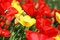 Free Many Tulips In The Garden Stock Image - 8965551