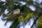 Free Blue Tit Royalty Free Stock Photography - 8966257