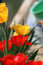 Free Tulips In The Garden Stock Image - 8966271