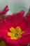Free Primula Flower Royalty Free Stock Photography - 8966507