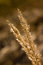 Free Grass Stock Image - 8966661
