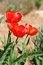 Free Tulips In The Garden Royalty Free Stock Photo - 8966705