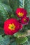 Free Primula Flower Stock Photo - 8967020