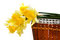 Free Spring Flowers Stock Image - 8967681