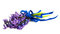 Free Violet Flowers Isolated Stock Photo - 8967720