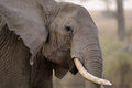 Free Tilted Tusker Royalty Free Stock Photo - 8972615
