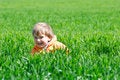 Free Boy In Green Grass Stock Photo - 8981930