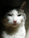 Free Grey And White Cat Royalty Free Stock Images - 8984559