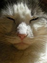 Free Grey And White Cat Royalty Free Stock Image - 8984596