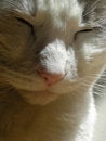 Free Grey And White Cat Stock Photos - 8984603