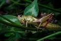 Free Grasshopper On Clover Stock Photo - 8984660
