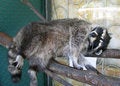 Free Raccoon Royalty Free Stock Images - 8984989