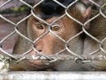 Free Monkey Stock Photography - 8985012