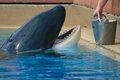 Free Feeding Orca Royalty Free Stock Image - 8985126
