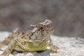 Free Phrynosoma Cornutum Stock Image - 8985261