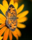 Free Butterfly On Yellow Flower Stock Photo - 8985780