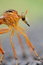Free Hanging Thief Robber Fly Royalty Free Stock Photography - 8985797